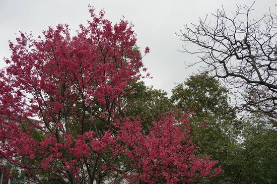 2015-03-04 淡水鄧公國小旁的櫻花/Rocio拍攝