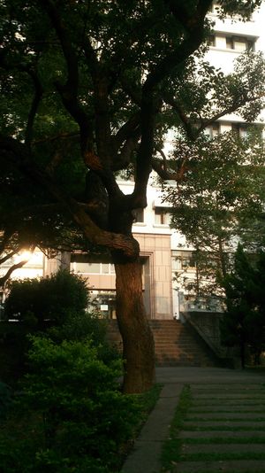 淡江最老的樹.JPG