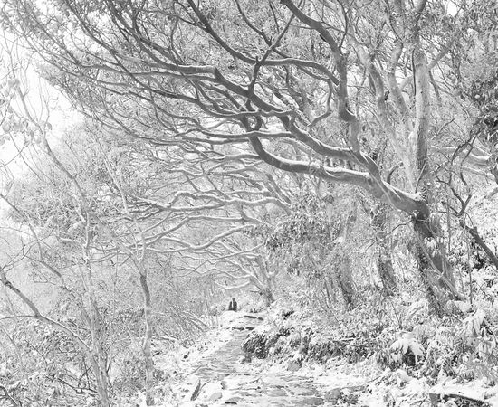 2016年1月寒流來襲之向天池步道雪景/黃穎瑞提供